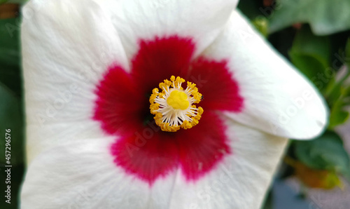 Ibisco fiore e pistillo Hibiscus moscheutos L photo