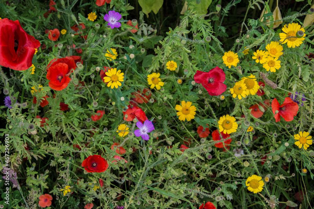 Fototapeta premium field of poppies