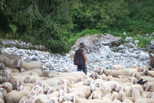 Sheep transhumance photo