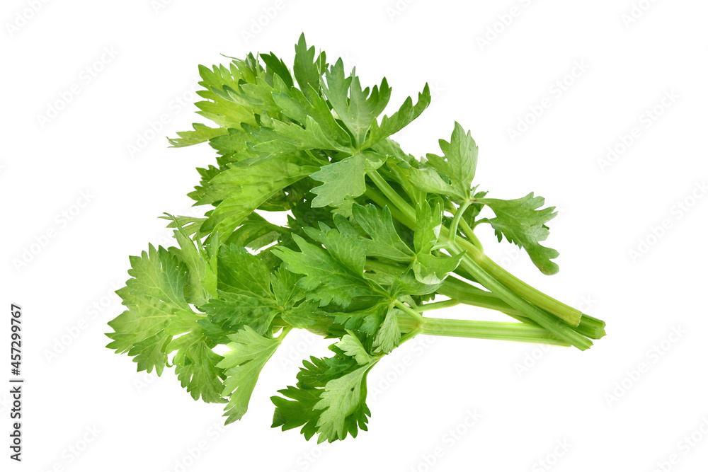 Fresh green leaf celery isolated on white background Fresh green leaf celery isolated on white background