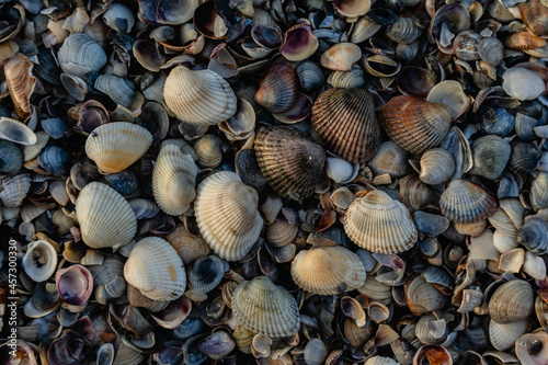 Beautiful Black Sea shells on the sea beach.