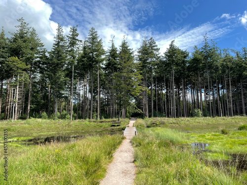Path and forest around Bakkeveen