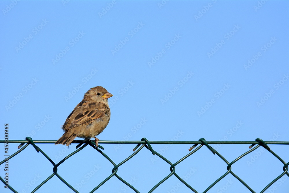 Spatz