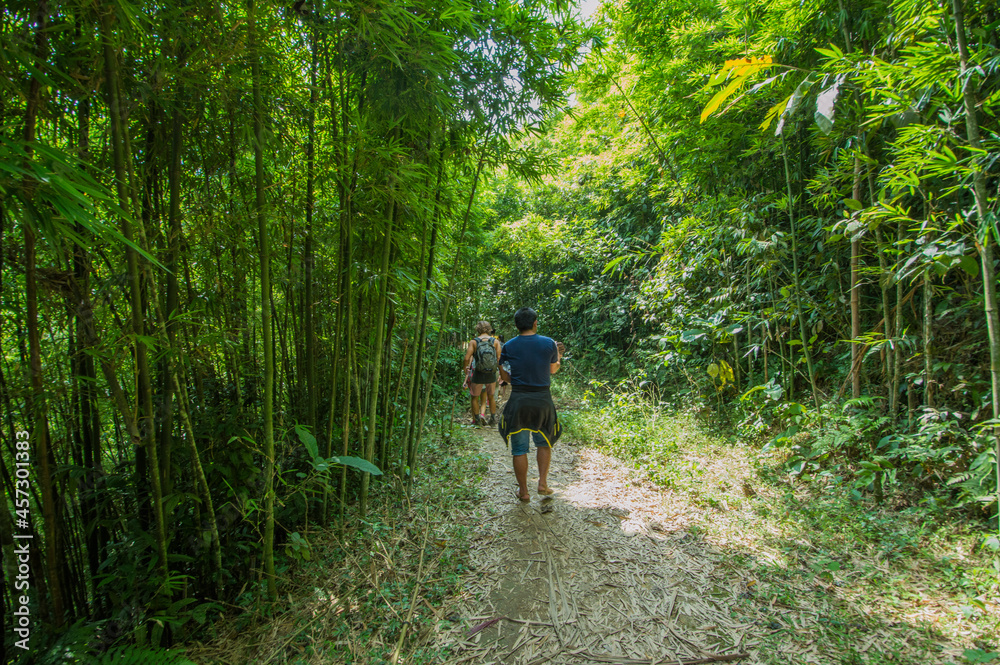 Fototapeta premium Forest in Vietnam.