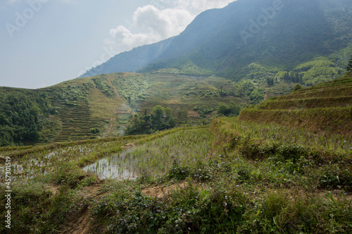 Landscape of Sa Pa  Vietnam  featuring rice fields.