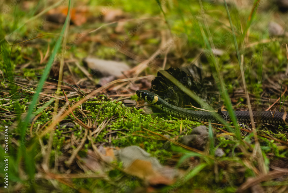 lizard on the ground