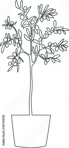 Olive tree line art. Vector isolated illustration.