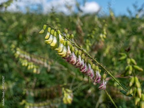 Field of Mongolian milkvetch (Astragalus membranaceus). photo