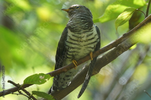 oriental cuckoo in the forest