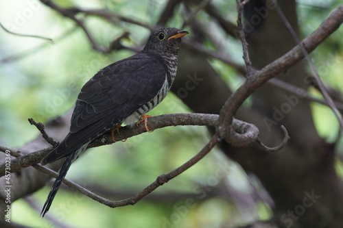 oriental cuckoo in the forest © Matthewadobe