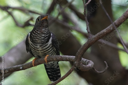 oriental cuckoo in the forest