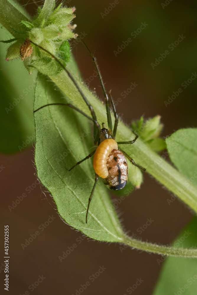Fototapeta premium Leucauge spider parasitized by a wasp, in its abdomen the larva.