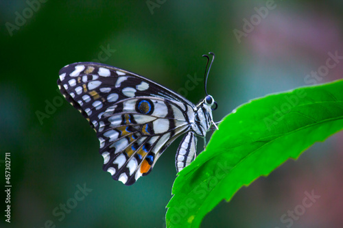  Papilio butterfly or The Common Lime Butterfly resting on the flower plants in its natural habitat in a nice soft green background Papilio butterfly or common lime butterfly clap the wings on the fl