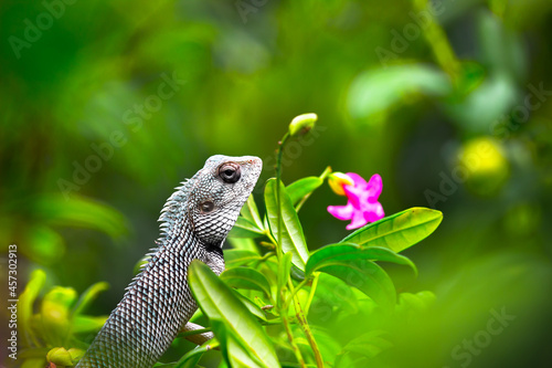 The oriental garden lizard, eastern garden lizard, bloodsucker or changeable lizard resting on the plant branch in its natural environment
 