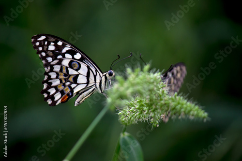  Papilio butterfly or The Common Lime Butterfly resting on the flower plants in its natural habitat in a nice soft green background  Papilio butterfly or common lime butterfly clap the wings on the fl © Robbie Ross