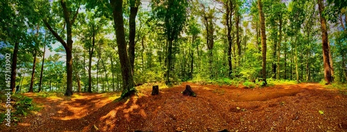 dog in the forest