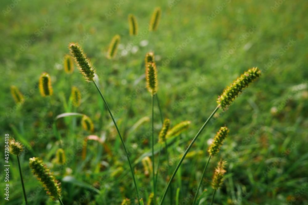 Natural background. Grass texture. Unmown green grass in meadow at sunset. Close-up of green unmown grass against the backlight of the setting sun. Natural background. Grass texture. Unmown green grass in meadow at sunset. Close-up of green unmown grass against the backlight of the setting sun.