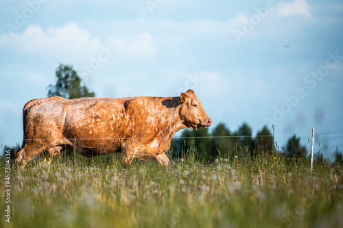 brown Cow in meadow, green field during summertime