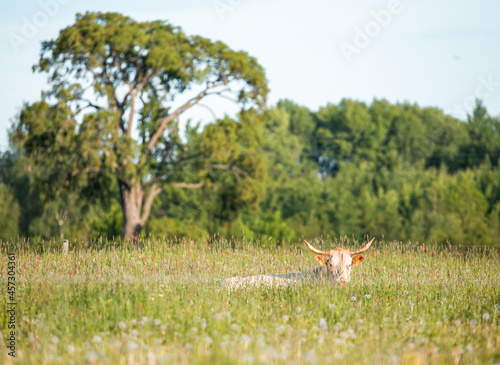 Cow is sleeping in meadow  green field during summertime