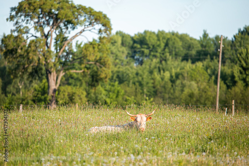 Fototapeta Naklejka Na Ścianę i Meble -  Cow is sleeping in meadow, green field during summertime
