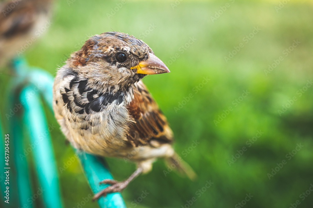 Fototapeta premium Sparrow portrait with green blurred background. Close-up view to the head of sparrow on the street