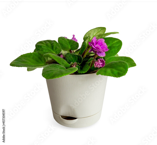 Flowerpot isolated on white background.Beige flowerpot with a tray with pink violets