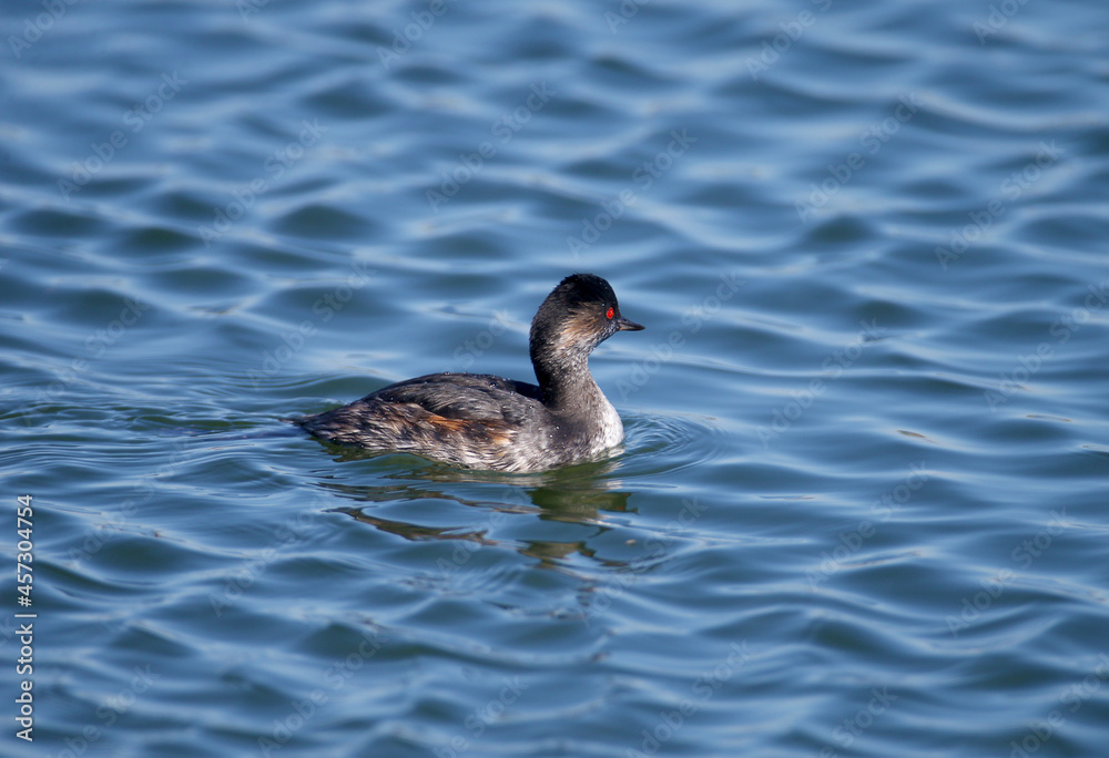 Close-up photo of a black-necked grebe (Podiceps nigricollis) in winter plumage shot swimming in the bright blue water of the estuary Close-up photo of a black-necked grebe (Podiceps nigricollis) in winter plumage shot swimming in the bright blue water of the estuary