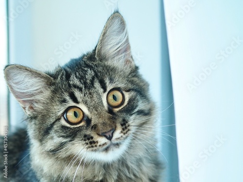 Fototapeta Naklejka Na Ścianę i Meble -  Close-up portrait beautiful gray fluffy domestic cat with yellow eyes. Cat sits on the windowsill. Beautiful images cats. The concept of pets