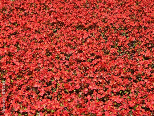 Red flower petals as background