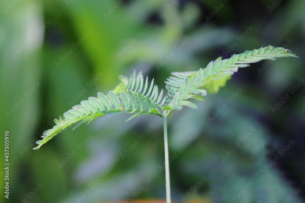 Green sensitive plant growing in the meadow Green sensitive plant growing in the meadow