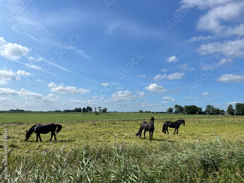 Horses in Friesland