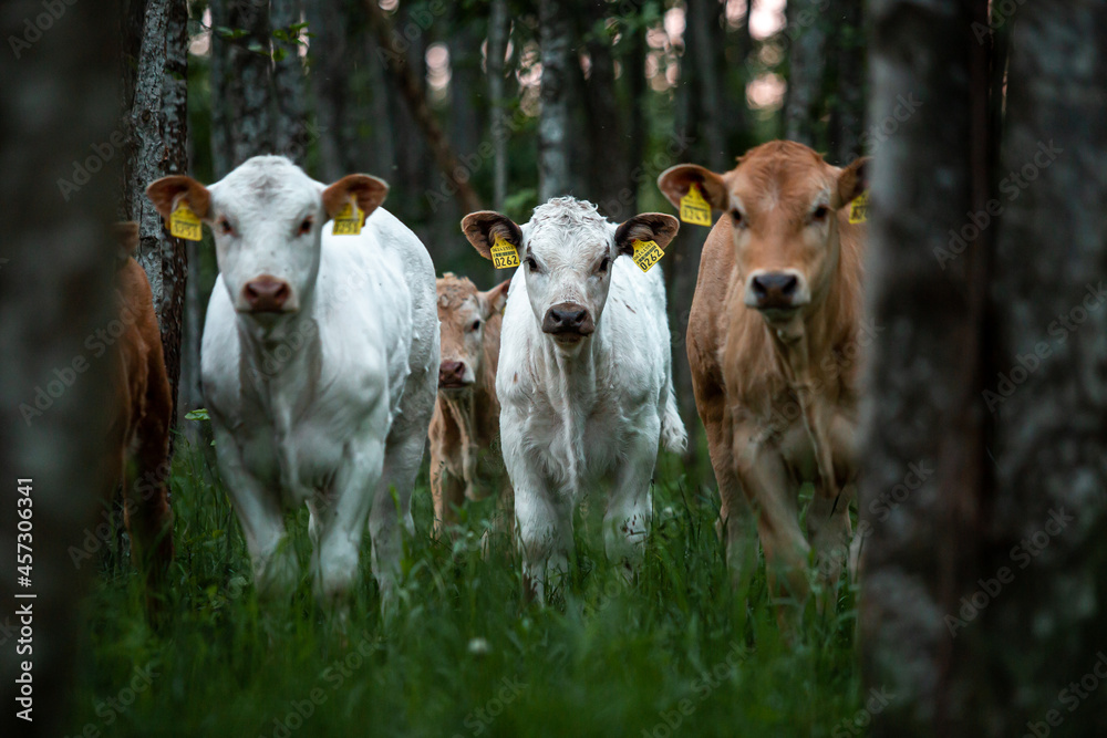 Fototapeta premium Cows graze in the forest