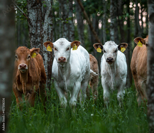 Cows graze in the forest © Uldis Laganovskis