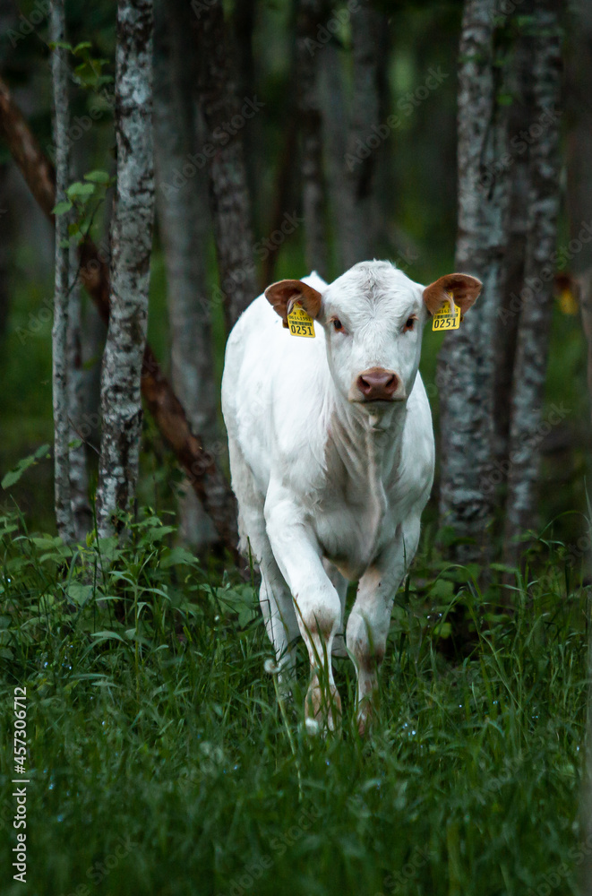 Fototapeta premium Free range cow in forest graze during summer