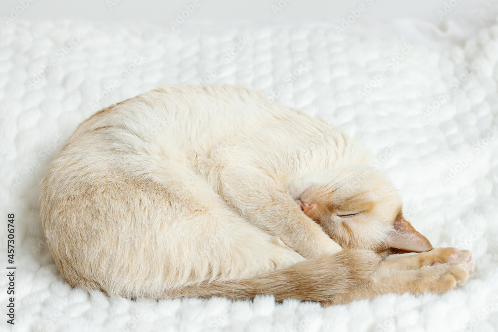 Home (domestic) red point Siamese cat (red) sleeps curled up and hugging its front paws muzzle on a cozy plush blanket Home (domestic) red point Siamese cat (red) sleeps curled up and hugging its front paws muzzle on a cozy plush blanket