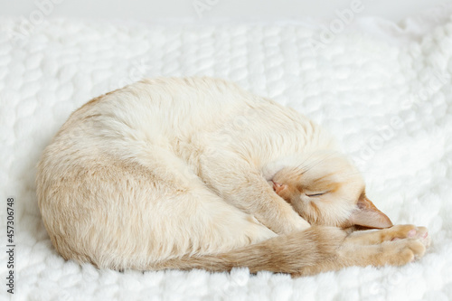 Home (domestic) red point Siamese cat (red) sleeps curled up and hugging its front paws muzzle on a cozy plush blanket © Дарья Колганова