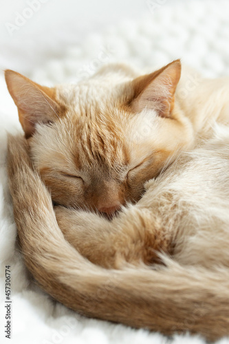 Home red point siamese cat (red) sleeps curled up on a white plush blanket close-up vertical © Дарья Колганова