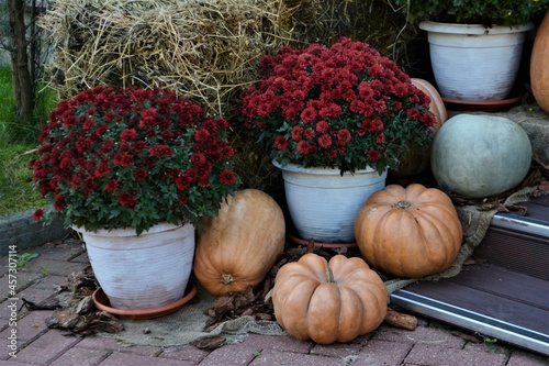 Autumn decor. Pumpkins and flowers 