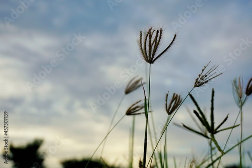 grass flowers on the evening sky background