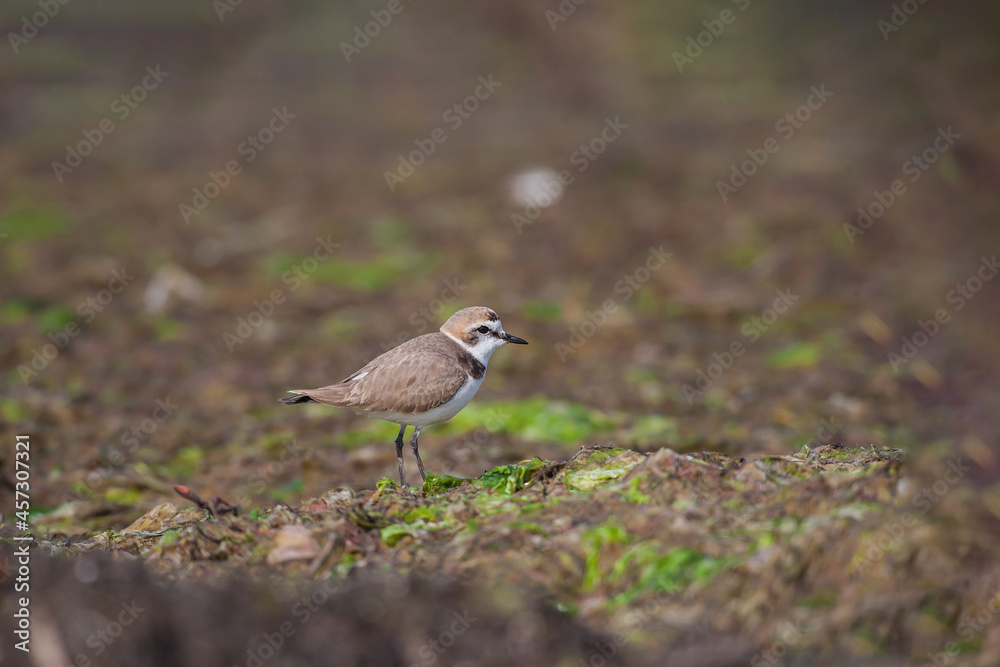 Kentish Plover (Charadrius alexandrinus) feeding by the sea on the beach