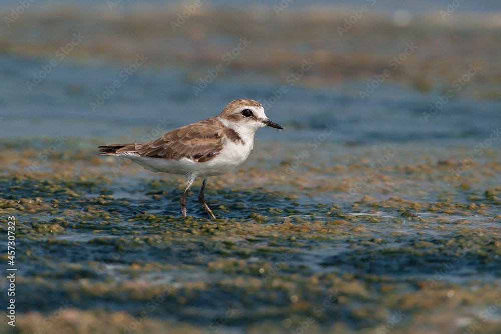 Kentish Plover (Charadrius alexandrinus) feeding by the sea Kentish Plover (Charadrius alexandrinus) feeding by the sea