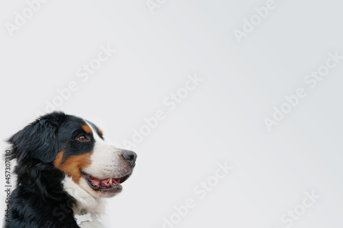 Boyero de Berna con fondo blanco para gráfica photo