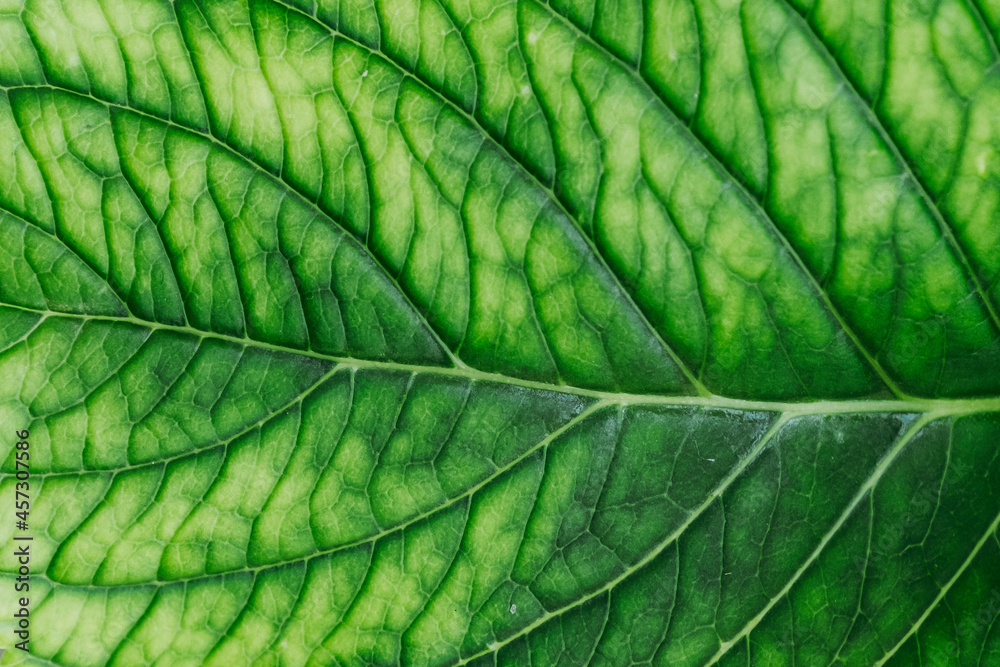 Close up sur les nervures d'une feuille de plante verte - Arrière plan naturel Close up sur les nervures d'une feuille de plante verte - Arrière plan naturel