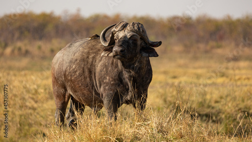 Fotografi African buffalo bull in the wild