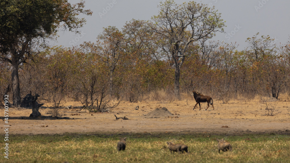 a sable antelope in the wild a sable antelope in the wild