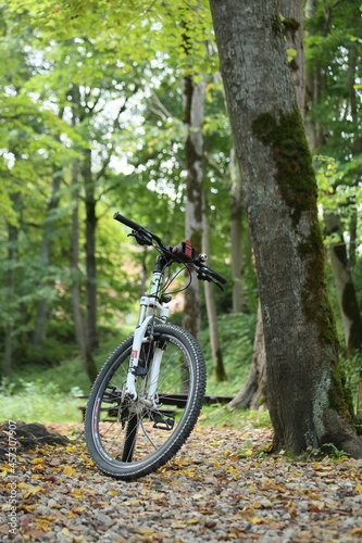 Modern mountain bike on a forest path. Bicycle surrounded by trees and bushes. High quality photo © Olga