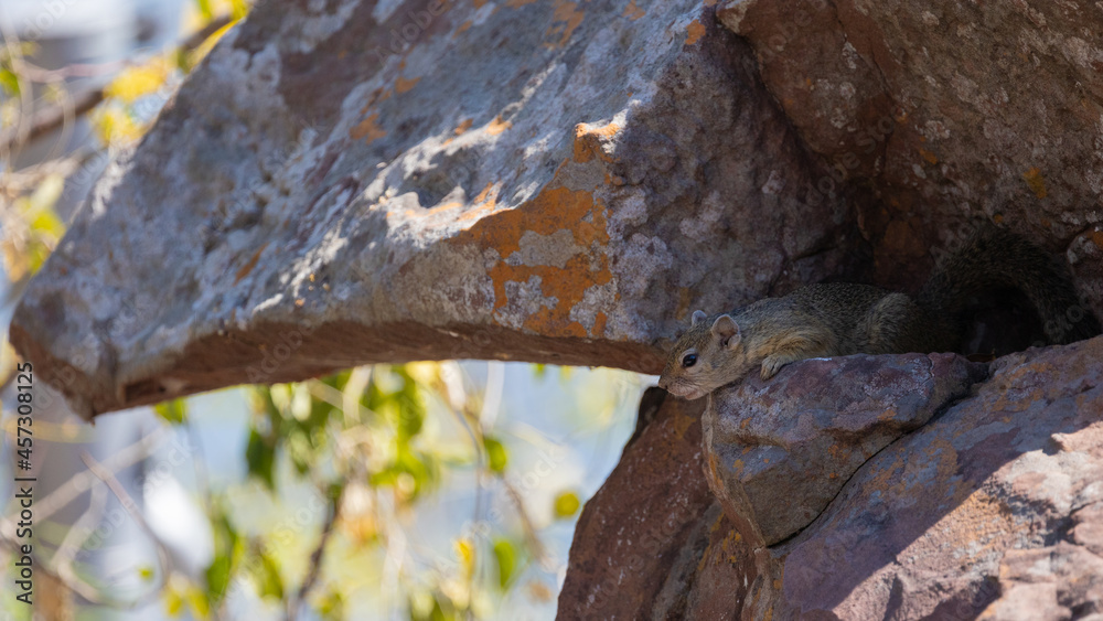 tree squirrel resting on boulders tree squirrel resting on boulders
