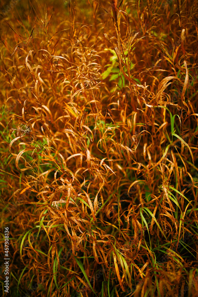 close up of green and red close up of green and red
