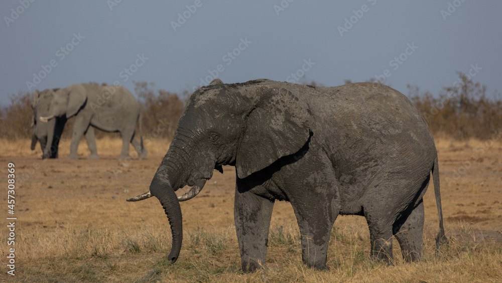 A big African elephant bull