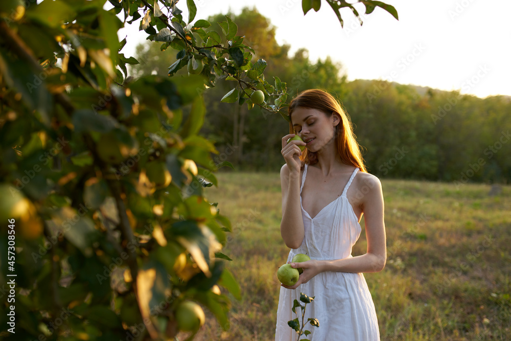 Naklejka premium woman picks apples from tree nature fresh air